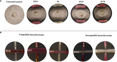 Antagonistic and plant growth promotion of rhizobacteria against Phytophthora colocasiae in taro